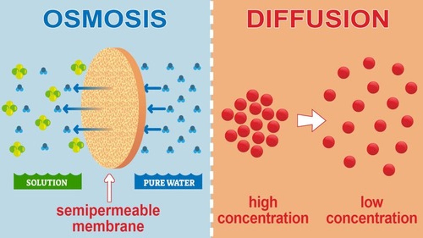 <p>Movement of molecules from high to low concentration (down the concentration gradient) without energy.</p>