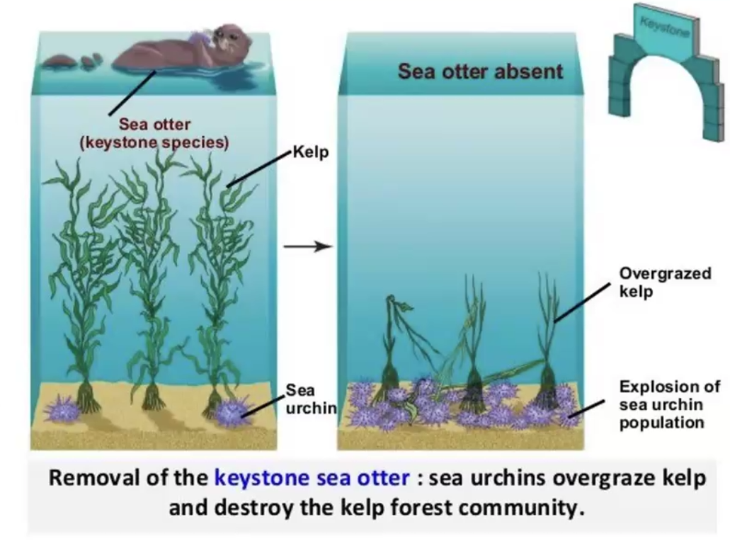<p>predators can maintain community diversity </p>