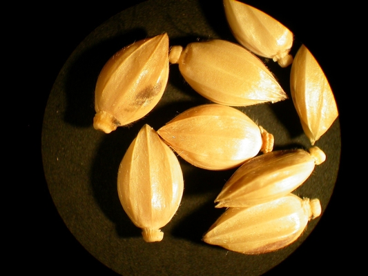 Eriochloa villosa

