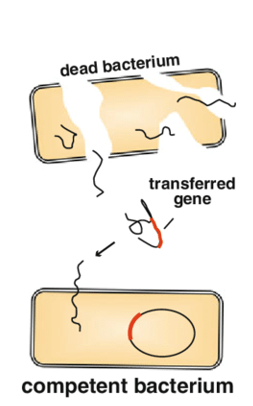 <p>Which mechanism of horizontal gene transfer in bacteria is best described:</p><ul><li><p><strong>Uptake of naked DNA</strong></p></li><li><p><strong>Uncommon in nature</strong></p><ul><li><p><strong>Possible in experimental setup</strong></p><p></p></li></ul></li></ul><p>a) Transduction</p><p>b) Conjugation</p><p>c) Transformation</p><p>d) All of the Above</p><p>e) None of the Above</p>