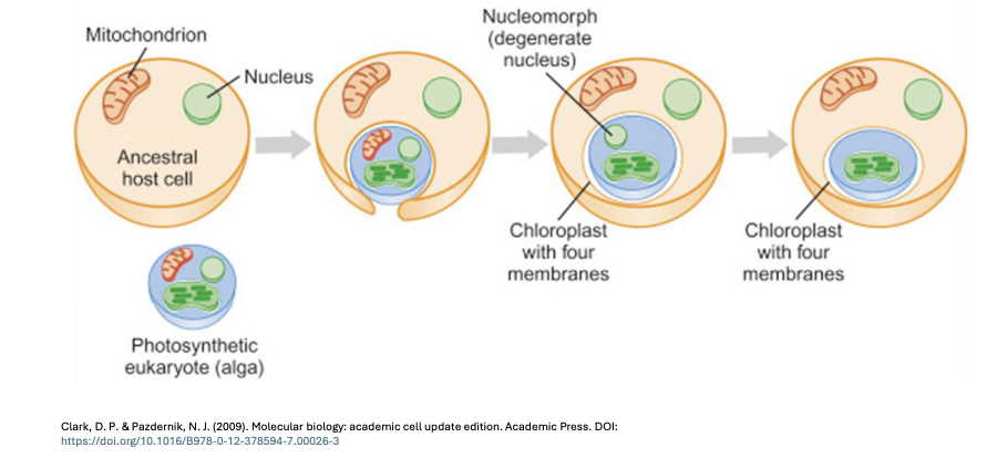 <p><strong>Secondary endosymbiosis</strong></p>