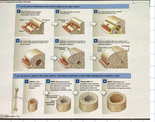 <ul><li><p><strong>increasing the diameter of the bone</strong></p></li><li><p>Blood vessels that run parallel to the bone become surrounded by bone cells</p><ul><li><p>which creates “ tunnels.”</p></li><li><p>Each “tunnel” has a blood vessel in it, technically making it an osteon</p></li></ul></li><li><p>Osteoblasts surrounding the bone begin to produce a matrix, thus creating concentric rings, making it larger</p></li><li><p>Osteoclasts are dissolving the inner bone, thus creating the marrow cavity</p></li></ul><p></p>