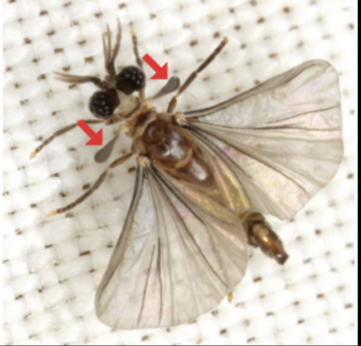 <p>Small, club-shaped hindwings in flies acting as gyroscopic balance organs.</p>