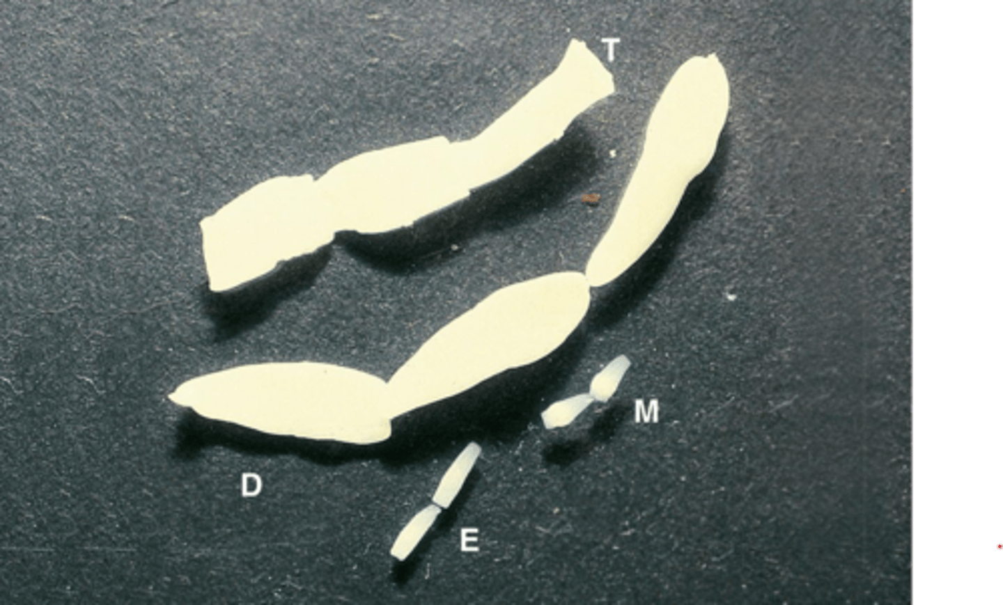 <p>What parasite is E if it is from a dog</p>