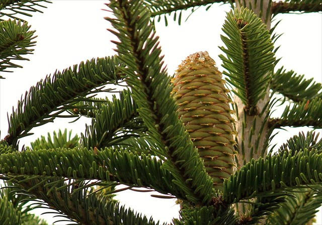 <p>jedla bělokorá </p>