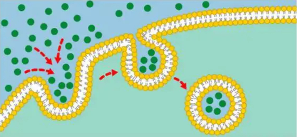 <p>Which method of transport is being illustrated?</p>