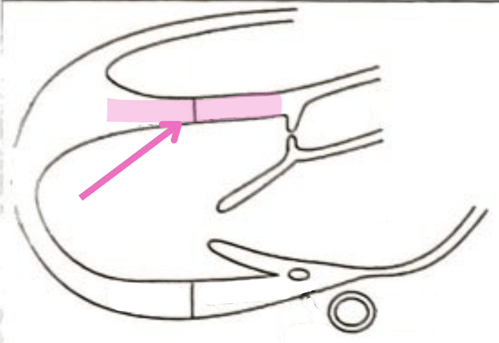 <p>What is this structure? </p>