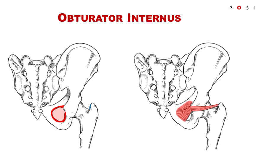 <p>Actions of Obturator Internus</p>