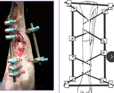 <p>Linear type 1B ESF</p>