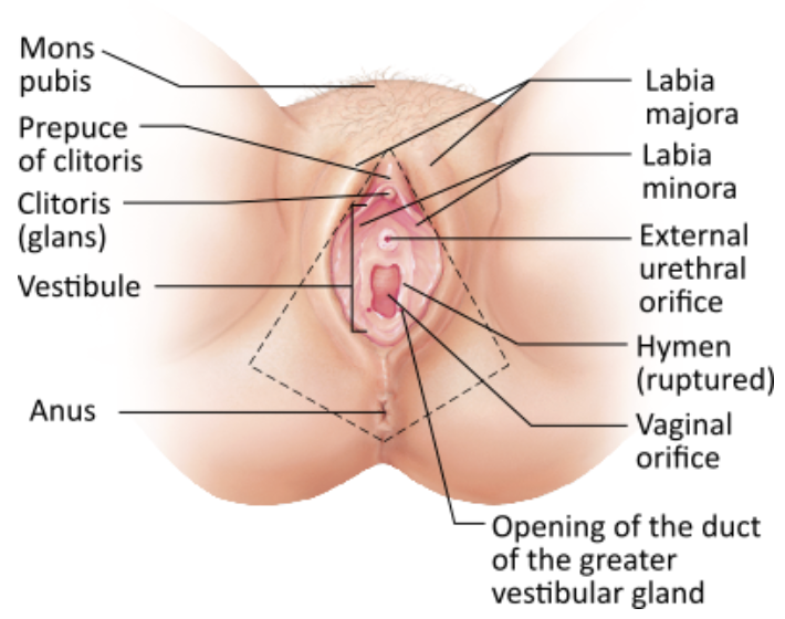 <p><strong>→ Clitoris</strong></p>