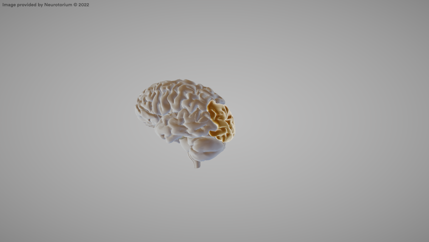 <p>The visual processing center of the brain.</p>
