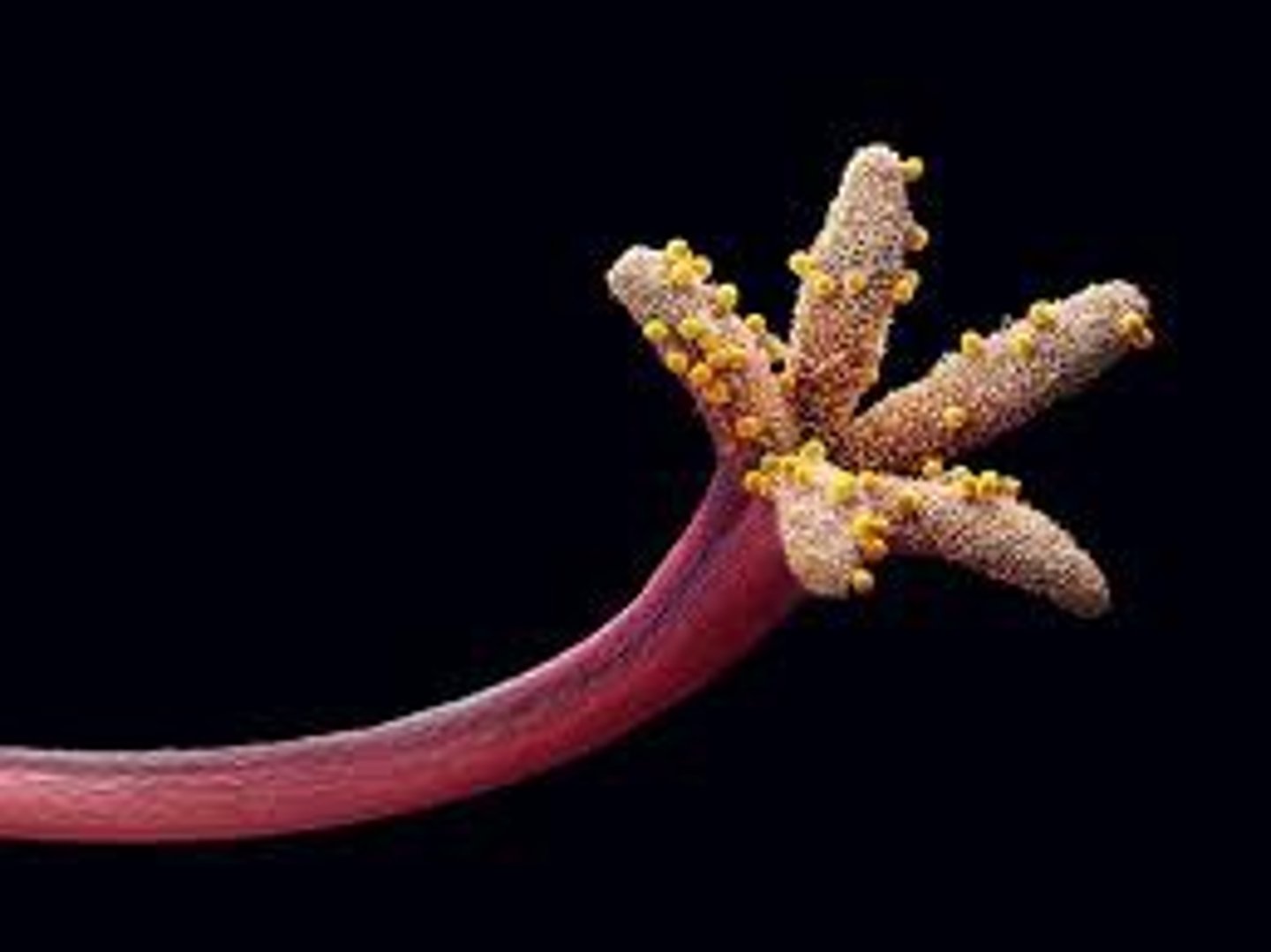 <p>sticky part at the top of the style where pollen grains often land</p>