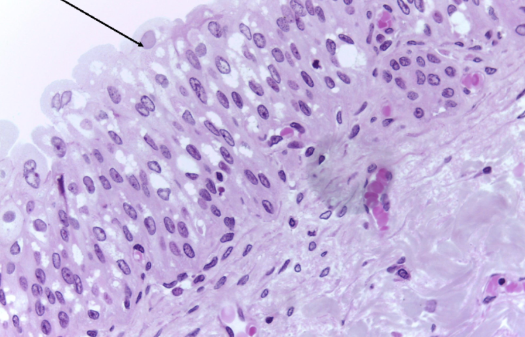 <ol><li><p><strong>Name this tissue type</strong></p></li><li><p><strong>Name this cell type.</strong></p></li></ol><p></p>