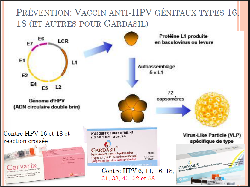 <p>vaccin AVANT le 1er rapport des jeunes filles (si après → protection seulement ~50%)</p>