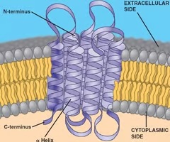 <p>transmembrane proteins</p>