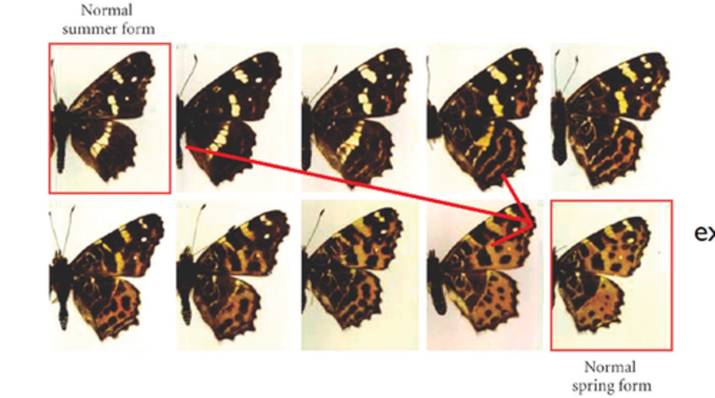 <p>the ability of an organism to change its phenotype in response to changes in the environment.</p>