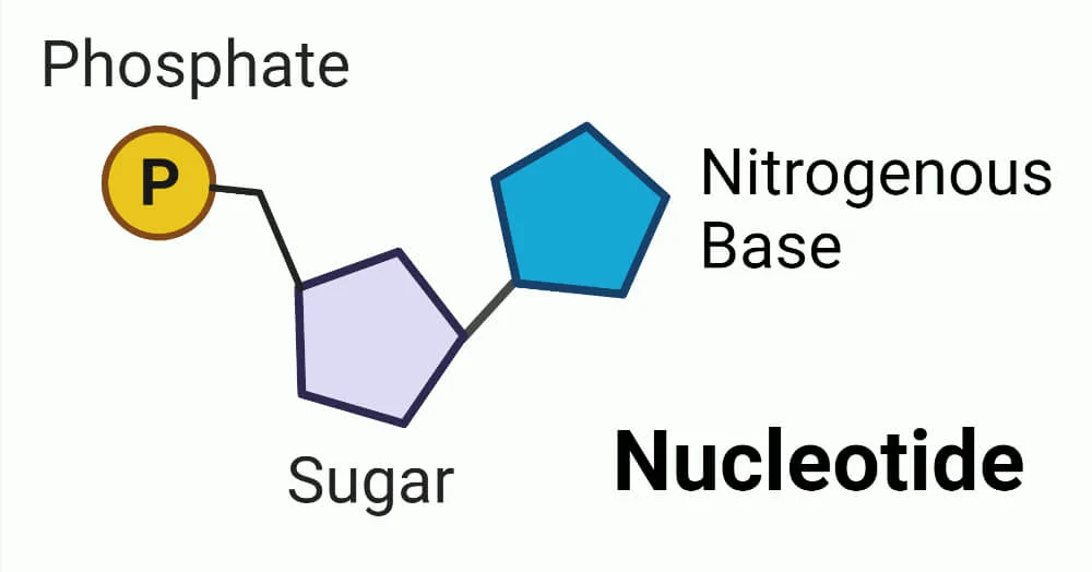 <p>a sugar, phosphate group and a base. The base is attached to the sugar</p>