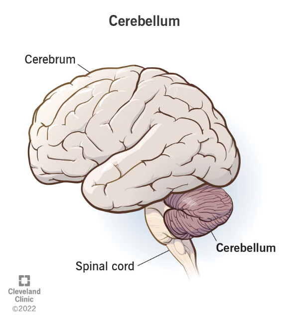 <p>cerebellum</p>