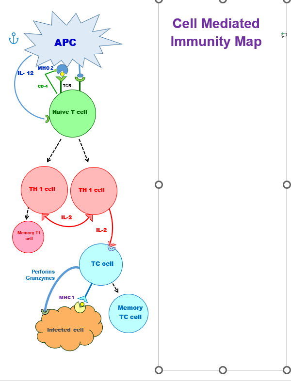 <p>Study the cell-mediated immunity map.</p>