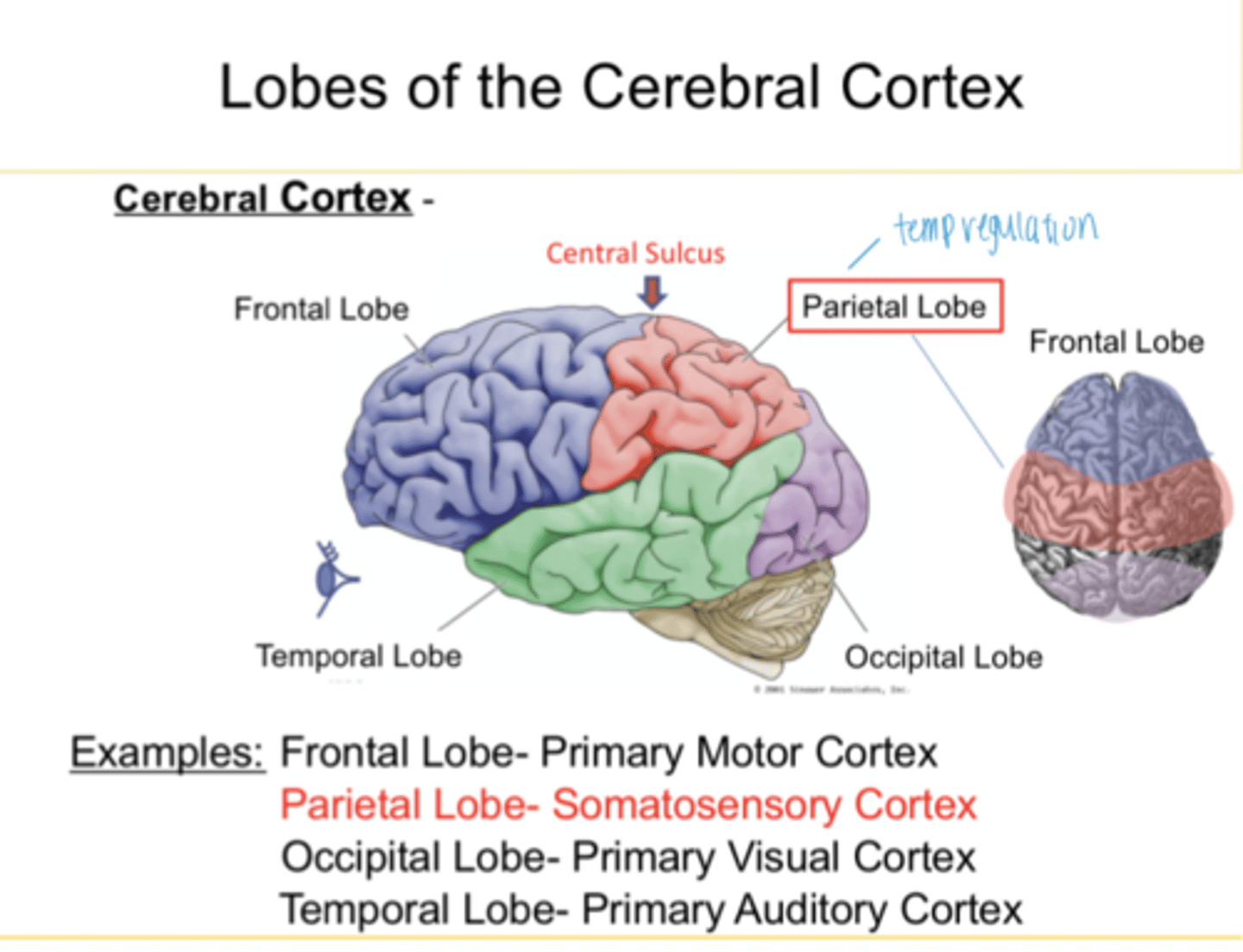 <p>Frontal, Parietal, Occipital, Temporal</p>