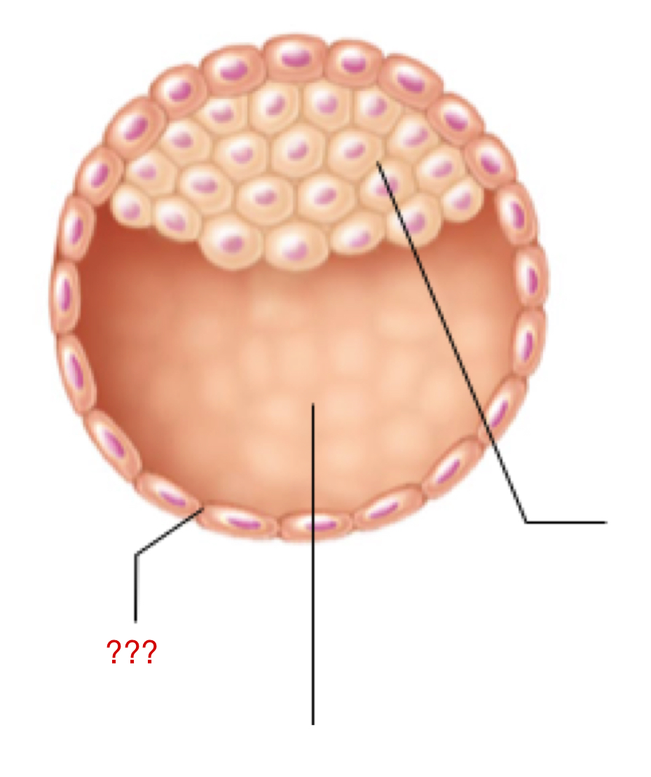 <p>External layer of the blastocyst that aids in:</p><ul><li><p>Embryo implantation</p></li><li><p>Chorion formation/function</p></li><li><p>Immunosuppressive effects</p></li></ul><p>Ensure that the developing embryo is protected and not destroyed by the parent’s immune system </p><p></p>