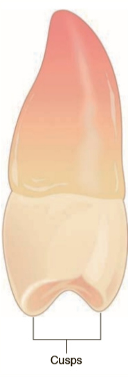 <p>Pointed or rounded mound on the crown of the tooth </p>