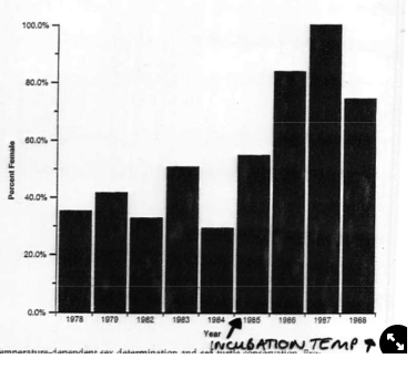 <p>implications from environmental sex determination:</p><ul><li><p><span>e.g. Kemp’s Ridley turtles:</span></p><ul><li><p>environmental sex determination was discovered in 1985</p></li><li><p>tried to establish another population before this but had few females</p></li><li><p>realised needed to increase the temperature→ got more females</p></li></ul></li></ul>