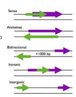 <p>een lncRNA dat ligt in een intron van een eiwitcoderend gen</p>