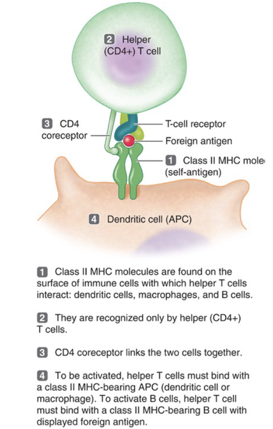 <ul><li><p>Specific antigen presenting cells express MHC class 2</p></li><li><p>MHC2+peptide is recognized by TCRs on helper T Cells, along with a CD4 co-receptor</p></li><li><p>If the peptide is ‘non-self’ presented in the context of ‘self’ by an APC, this activates helper T cells</p></li><li><p>Activation of helper T cells can then provide help to B cells that present ‘non-self’ antigen</p></li><li><p>Help is provided int he form of cytokines which are soluble signaling molecules released by helper T cells to promote proliferation (cell division) of those B cells that are activated</p></li></ul><p></p>