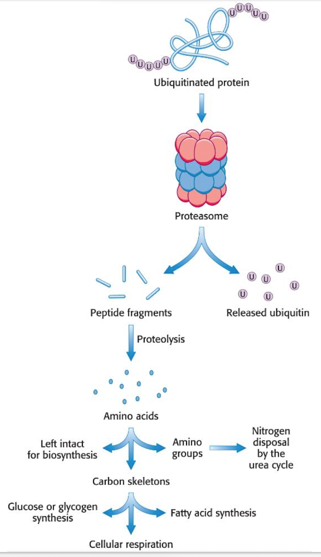 <p>regulates biological functions</p><ul><li><p>ubiquitin is reused. </p></li><li><p>Free AA are either broken down or used in new protein synthesis. </p></li><li><p>protein degradation regulates: transcription, organ formation, inflammatory response etc. </p></li></ul><p></p>