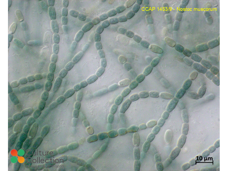 <p>Its name comes from the Neo-Latin _____, a term coined by Paracelsus in the 16th century, likely derived from Germanic roots or invented to describe gelatinous microbial growths. The word originally referred to mysterious jelly-like substances found on the ground after rain, which were later identified as cyanobacteria like ______. This etymology reflects its mucilaginous colony form and historical association with “star jelly.” </p>