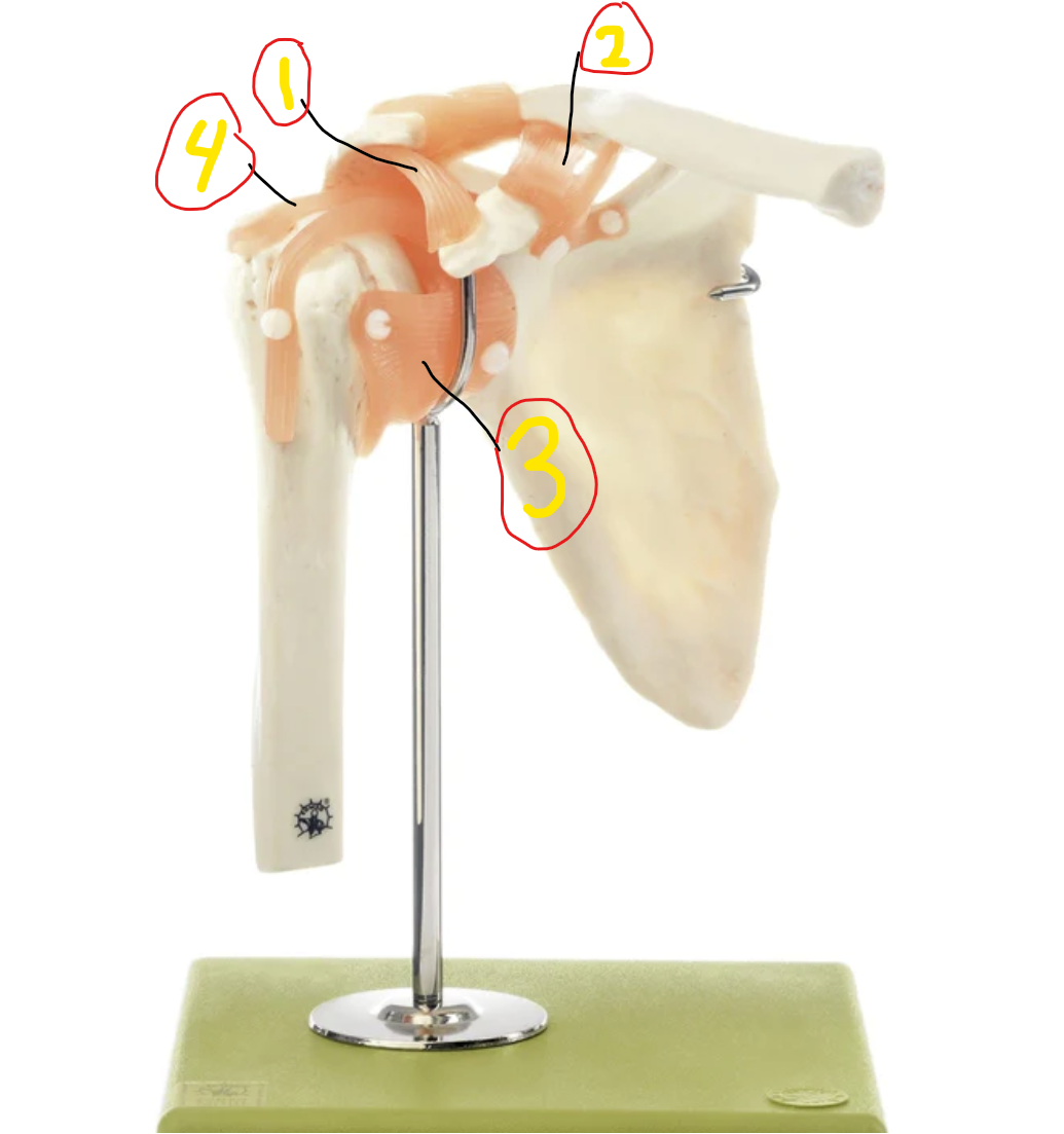 <p>what joint is this</p>