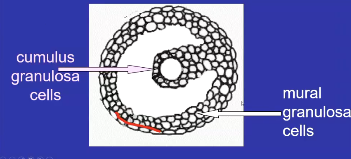 <p><strong>Cumulus granulosa: </strong>surround and communicate with oocyte</p><p><strong>Mural granulosa: </strong>line the follicle wall, steroidogenically active, interface with the theca layer - produce steroids and nutrient and hormone exchange betweeen follicle and bloodstream</p><p>connected by gap junctions for transfer of ions and signalling molecules</p>
