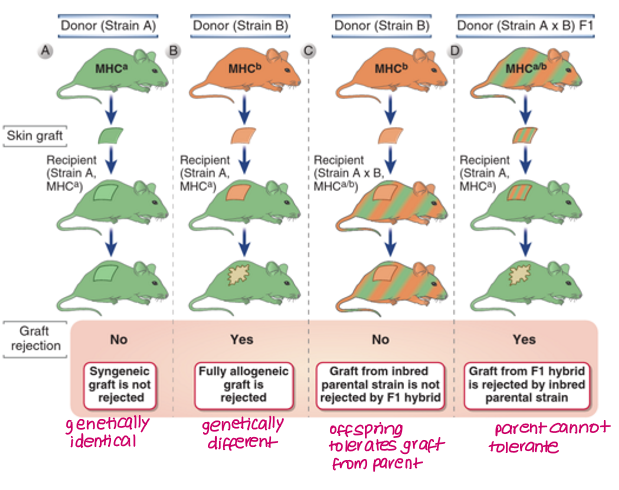 <p>F1 offspring from parents A and B differing in MHC <strong>will not reject </strong>graft due to codominant expression of parental genes</p><p>Either parent <strong>will reject </strong>graft from F1 offspring</p><p></p><p>Siblings share 25%, parents cannot tolerate graft because of other parent’s MHC</p>