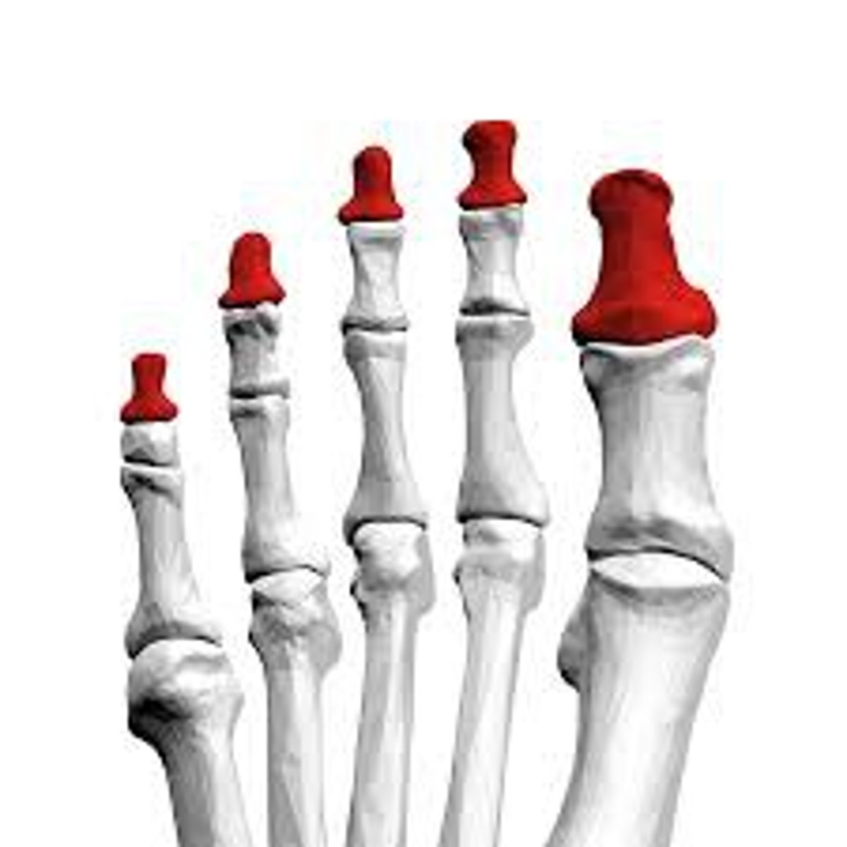 <p>What is the term of the bones highlighted in red?</p>