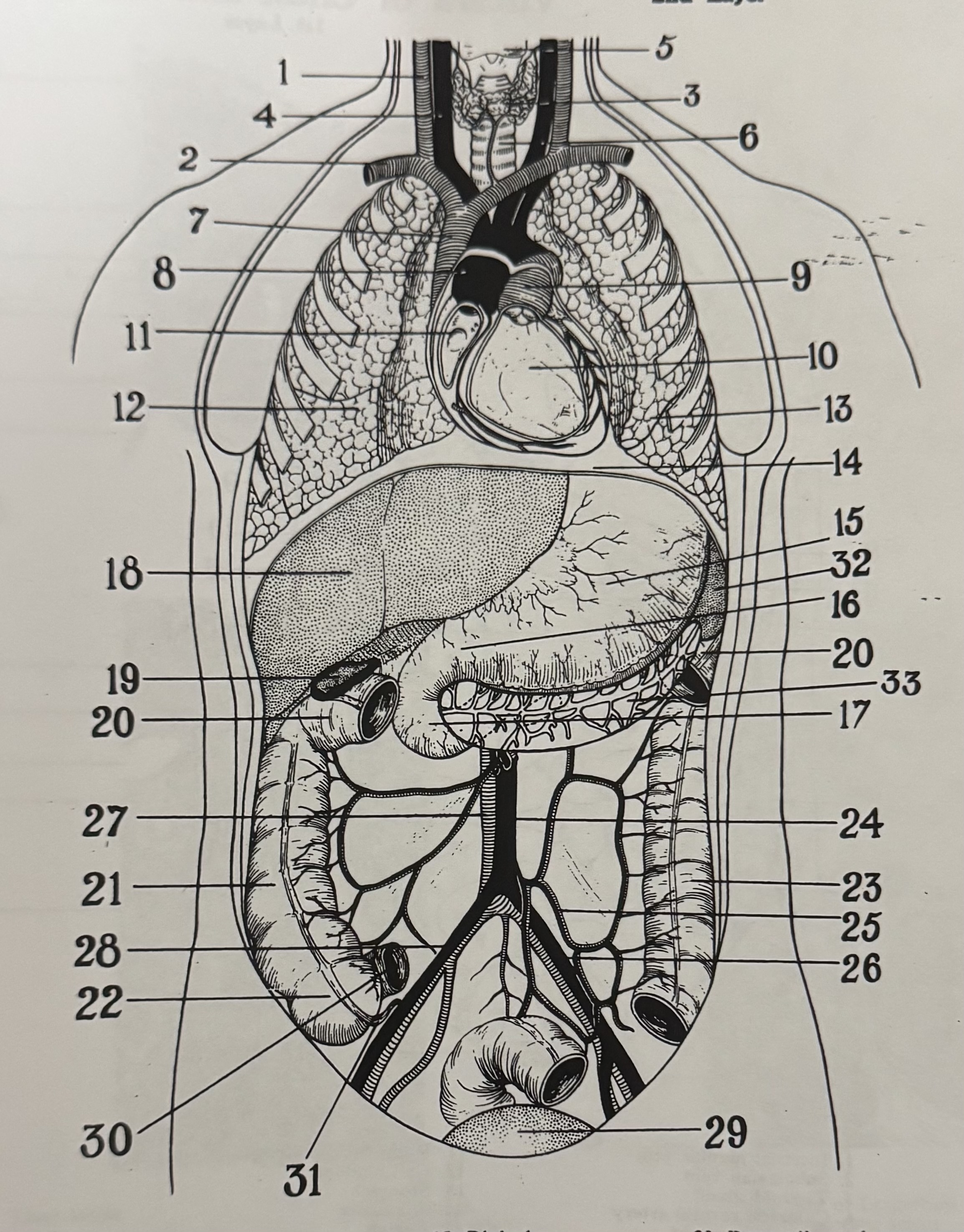 <p>28</p>
