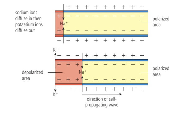 <p>Refers to principle that if minimum threshold potential is reached (-55mV), then full action potential reached; if not, nothing happens</p>