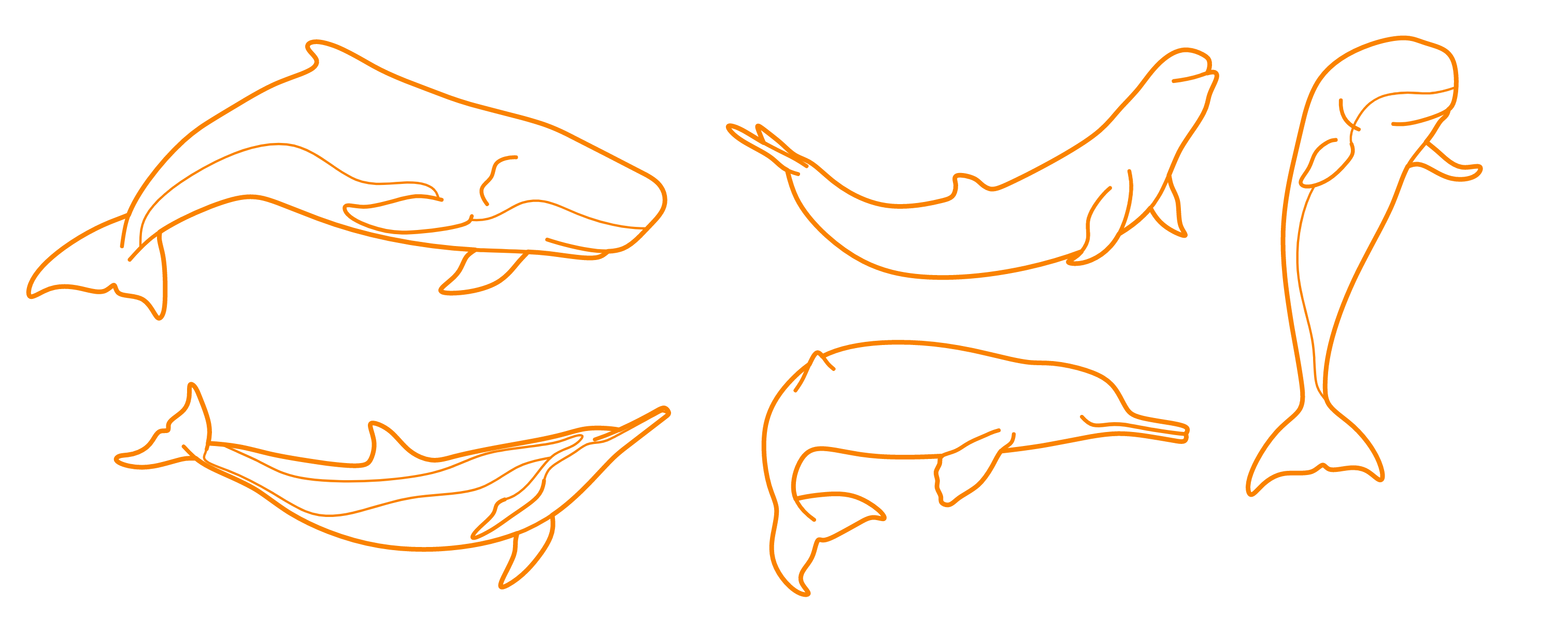 Sub-Order Odontoceti