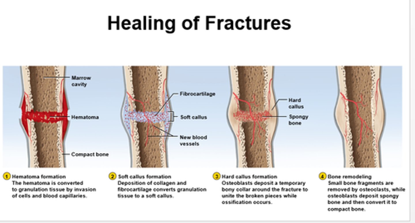 <p>the ability of a material to partially or completely repair damage</p>