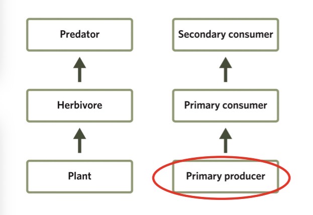 <ul><li><p>The amount of energy that can be transferred among trophic levels is limited at every step</p><ul><li><p>The amount of energy that primary producers can capture via photosynthesis is limited by the availability of sunlight, water, CO2, and other variables.</p></li><li><p>Energy transfer can never be perfectly efficient. Energy will dissipate somehow</p></li></ul></li><li><p>However much energy sits at the bottom (primary producers) it will be less in the next level, and even less the level above that</p></li></ul><p></p>