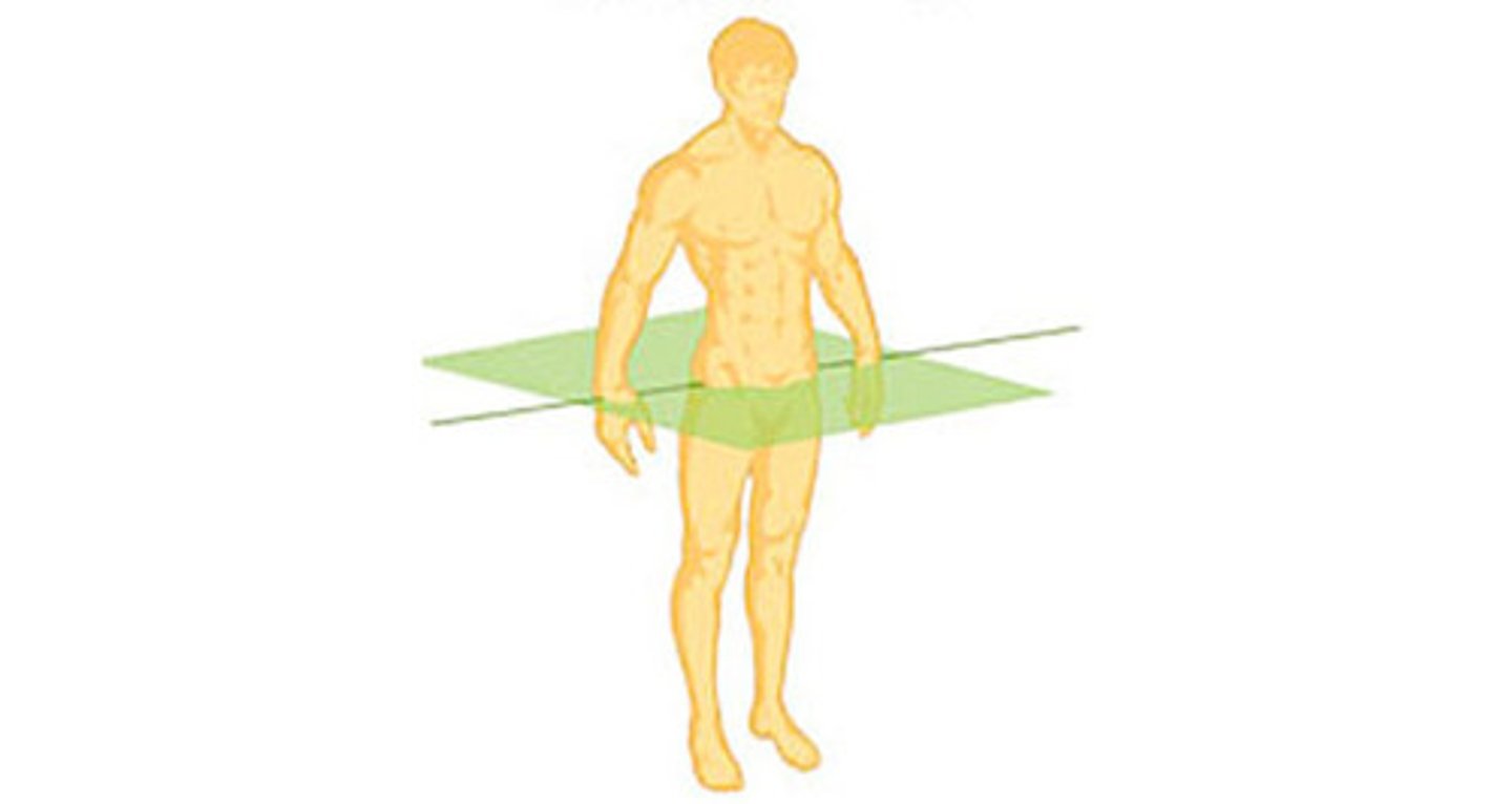 <p>horizontal plane, divides the body into top and bottom regions</p>