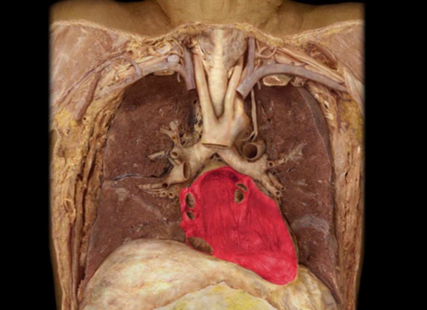 <p>lines the internal surface of the organs, outer layer of serous membrane</p>