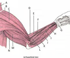 <p>What is the muscle indicated by letter M? What is an attachment point and function?</p>