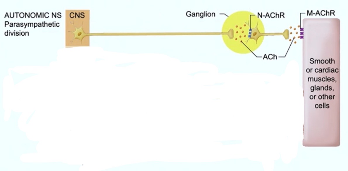 <p><strong>Parasympathetic</strong> Nervous System </p><p><strong>→ releases acetylcholine ( Ach ) </strong></p><p> Binds to <strong>nicotinic acetylcholine receptors ( N-AChR ) on </strong><span style="color: blue"><strong>second</strong></span><strong> </strong><span style="color: blue"><strong>neuron</strong></span></p><ul><li><p><strong>Excites second neuron </strong></p><p>→ also <strong>releases acetylcholine ( Ach ) </strong></p></li></ul><p>Binds to <span style="color: blue"><strong>MUSCURINIC</strong></span><strong> </strong><span style="color: blue"><strong>acetylcholine receptors ( M-AChR ) !!!!</strong></span></p><p></p>