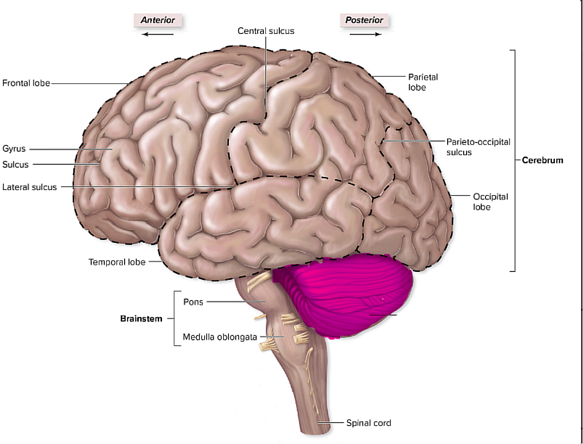 <p>pertains to things like balance, and skeletal muscle contractions</p>
