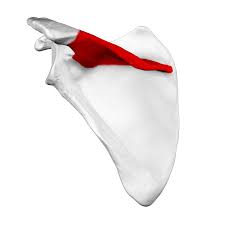 <p>A prominent ridge on the posterior surface of the scapula that separates the supraspinous fossa from the infraspinous fossa</p>