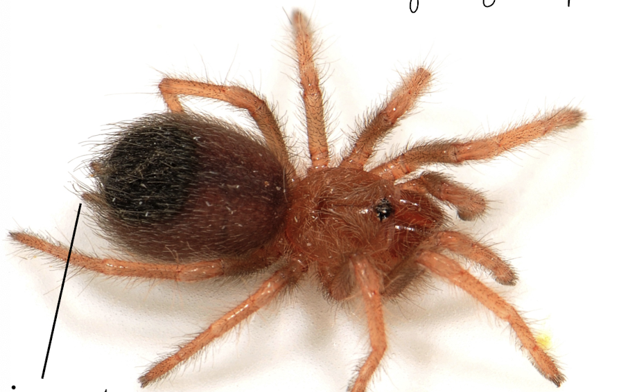 <p>organs which produce silk, posterior end of abdomen</p><p>for webs, eggs, drag line, etc</p>