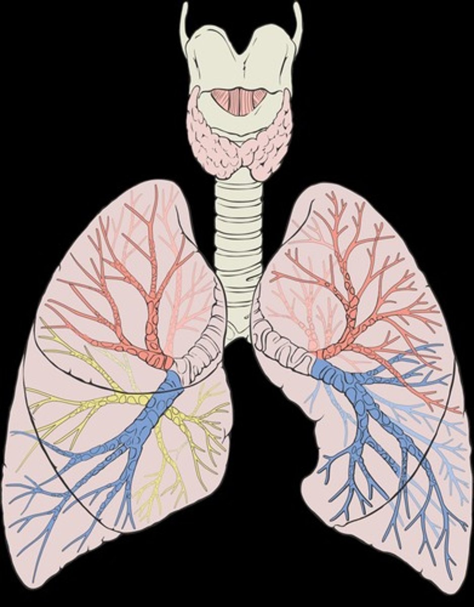 <p>Inflammation of bronchi due to infection or irritants.</p>