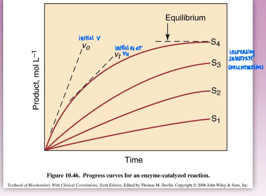 <ul><li><p>increasing substrate concentrations = increased vo</p></li><li><p>vo = tangent slopes of reactions curves</p></li></ul><p></p>