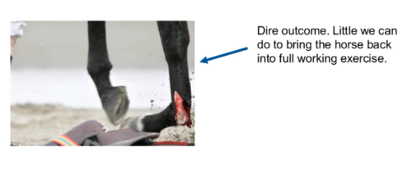 <p>welfare grounds → euthanise</p>